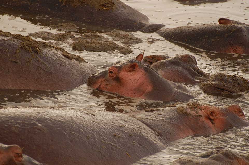 hippos2